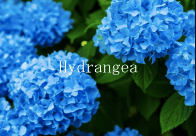 Hydrangea