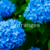 Hydrangea